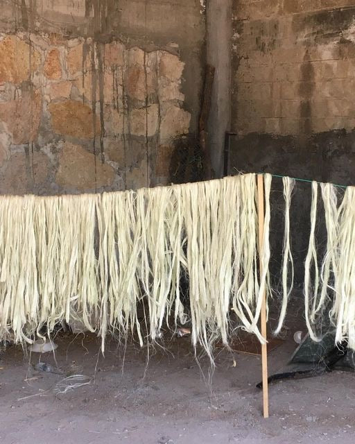 The maguey agave leaves drying on a line.