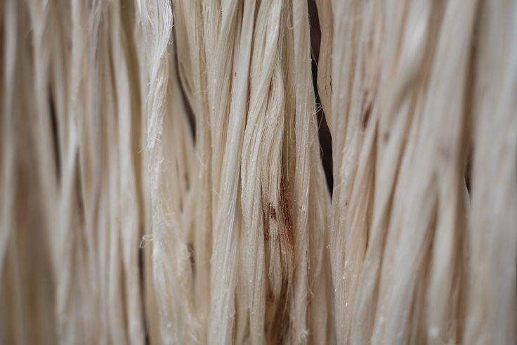 Mexican maguey agave fibres.