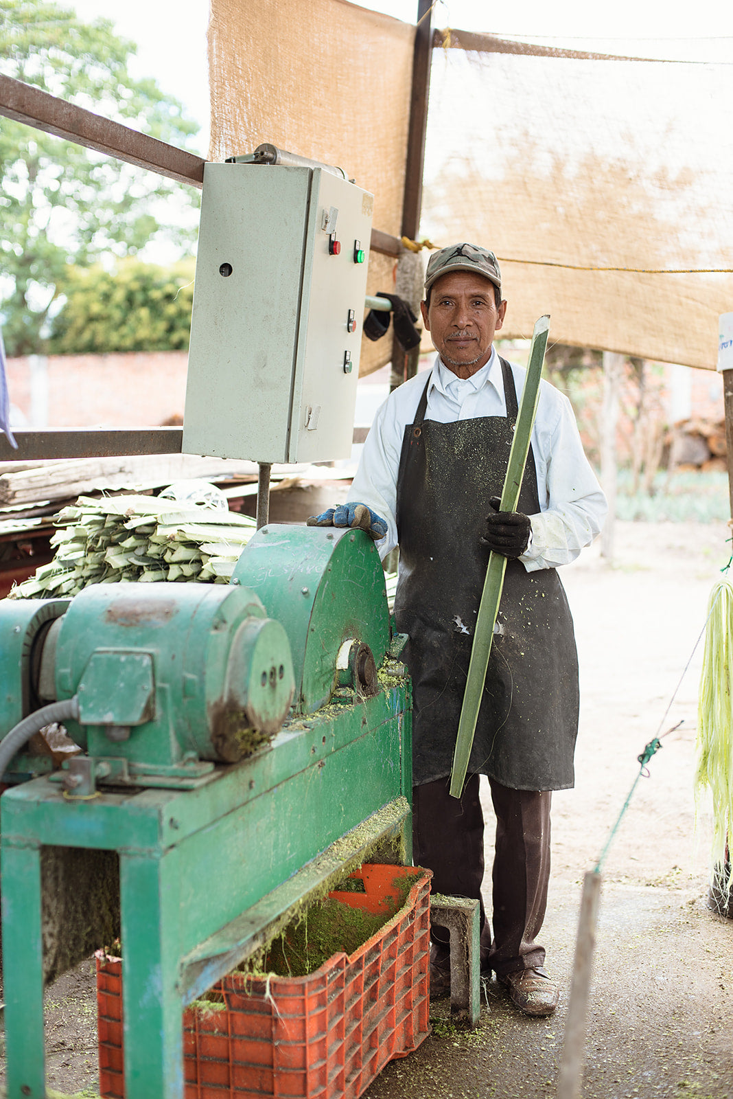 A man showing the maguey leaf production process.
