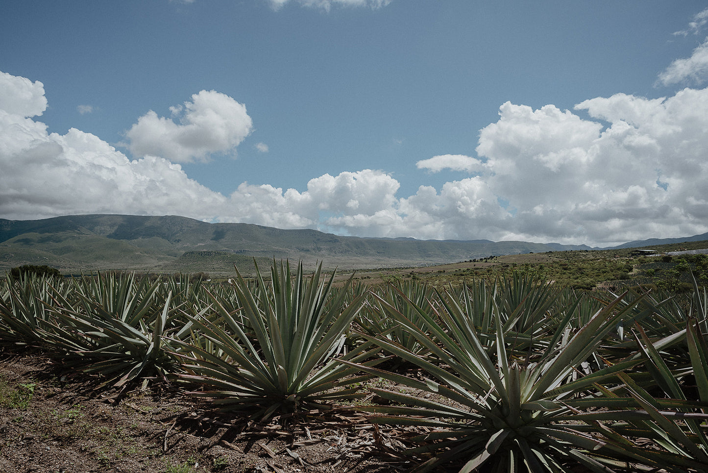 Maguey agave field in Mexico.